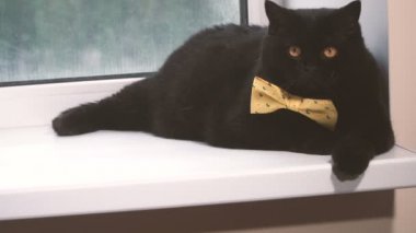 Kara kedi. Sarı yay ile kara kedi kenarında olduğunu
