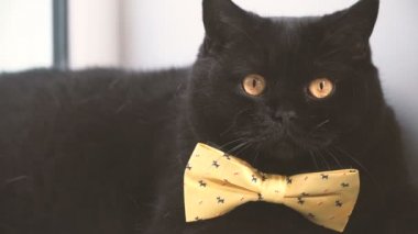 Kara kedi. Sarı yay ile kara kedi kenarında olduğunu