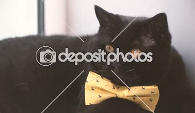 Kara kedi. Sarı yay ile kara kedi kenarında olduğunu