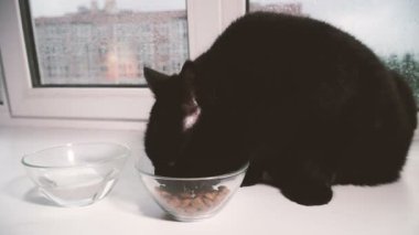 Kedi maması. Siyah bir kedi kedi maması ile şeffaf bir kase yiyor