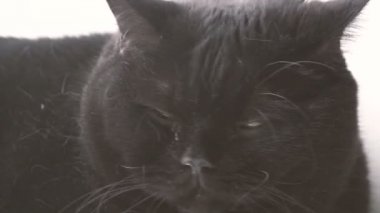 Kara kedi. Siyah bir kedi namlu