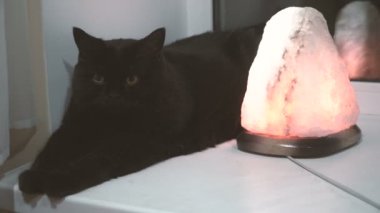 Kara kedi. Siyah bir kedi namlu