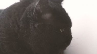 Kara kedi. Siyah bir kedi namlu