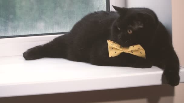 Gato Preto Gato Preto Com Arco Amarelo Está Parapeito Janela — Vídeo de Stock