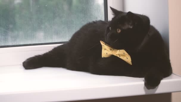 Чорний Кіт Чорний Кіт Жовтим Бантом Підвіконні — стокове відео