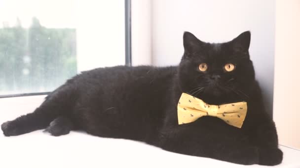 Czarny Kot Czarny Kot Bow Żółty Jest Parapecie — Wideo stockowe