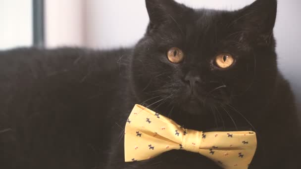 Gato Preto Gato Preto Com Arco Amarelo Está Parapeito Janela — Vídeo de Stock