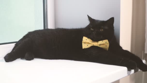 黒い猫 窓辺には 黄色の弓と黒い猫です — ストック動画