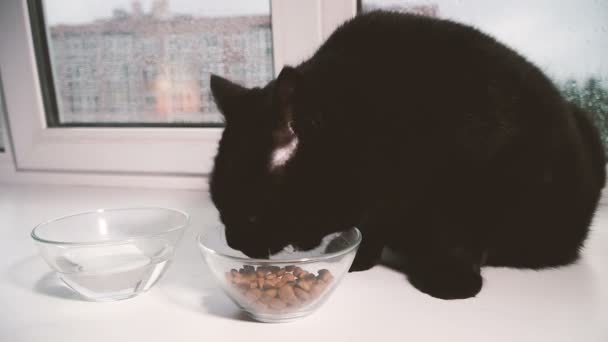 Comida Gato Gato Preto Come Comida Gato Com Uma Tigela — Vídeo de Stock