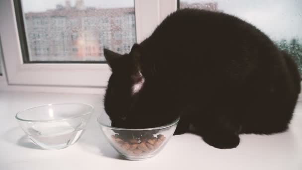 Kattmat Svart Katt Äter Kattmat Med Transparent Skål — Stockvideo