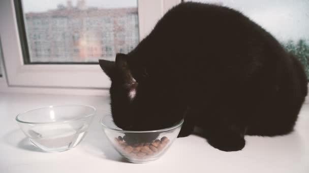 Cat Food Black Cat Eats Cat Food Transparent Bowl — Stock Video