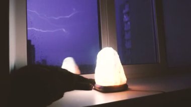 Yıldırım. Kedi kenarında bir yıldırım sırasında uyur.