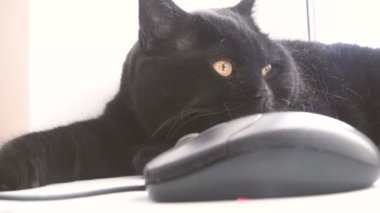 Bilgisayar fare kedi görünüyor