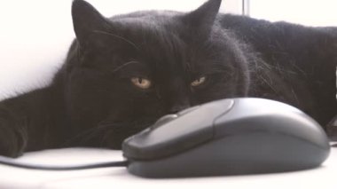 Bilgisayar fare kedi görünüyor