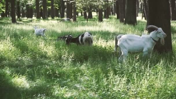 Des Chèvres Les Chèvres Paissent Dans Les Bois — Video