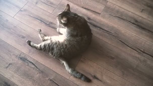 Laminate Cat Lies Laminate Floor Apartment — Stock Video