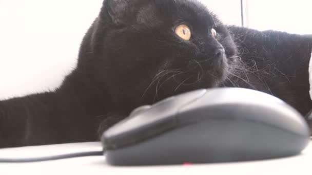 Die Katze Blickt Auf Die Computermaus — Stockvideo