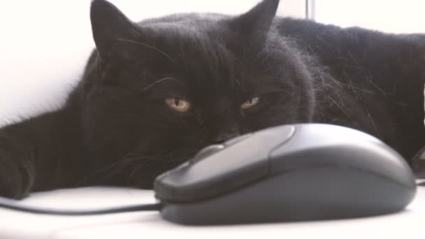 Γάτα Κοιτάζει Ποντίκι Του Υπολογιστή — Αρχείο Βίντεο