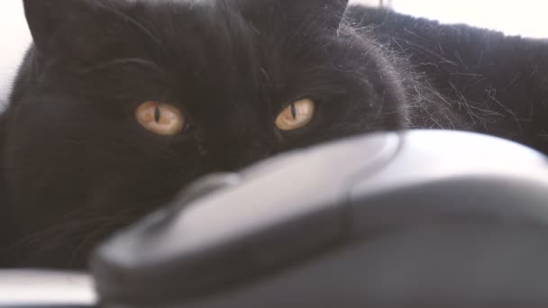 컴퓨터 마우스에 보이는 고양이 — 비디오