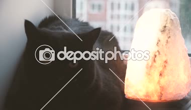 Kara kedi. Siyah bir kedi namlu