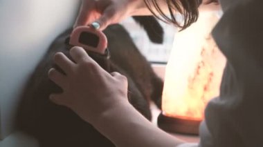Kedi kapalı saç tarama. Kız kedi yün tarak