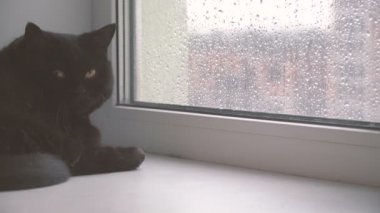 Pencere. Pencerenin dışındaki kötü hava pencerelerde kedi bakar