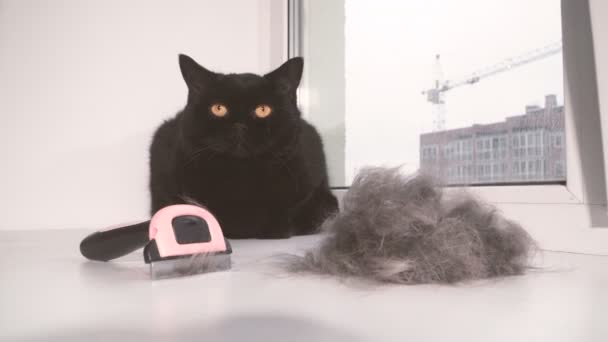 羊毛精梳猫 — 图库视频影像