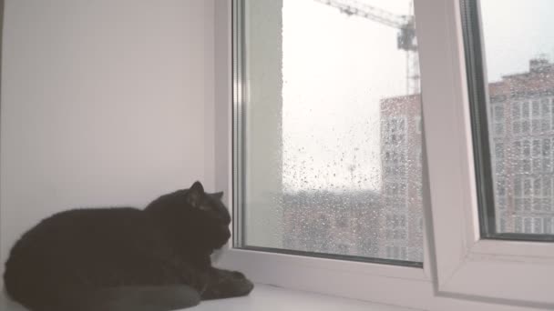 Ventana Gato Mira Través Las Ventanas Mal Tiempo Fuera Ventana — Vídeo de stock