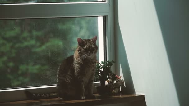 Fenster Die Katze Liegt Auf Der Fensterbank Neben Dem Fenster — Stockvideo