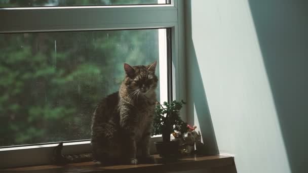 Fenster Die Katze Liegt Auf Der Fensterbank Neben Dem Fenster — Stockvideo