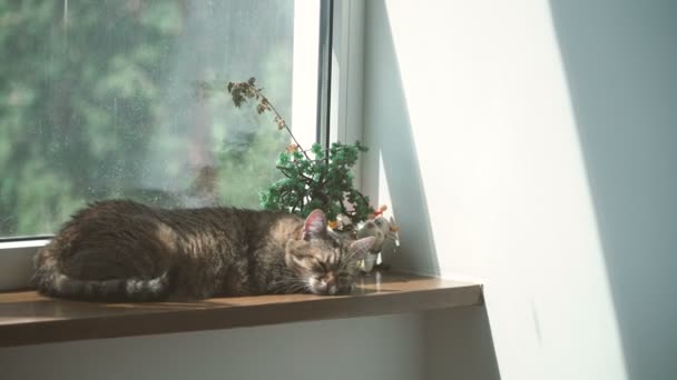 Okna Kot Leży Parapecie Pobliżu Okna — Wideo stockowe