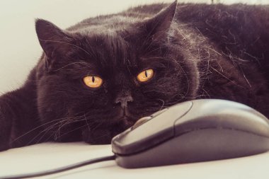 Bilgisayar fare kedi görünüyor