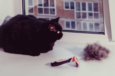 Yün. Bir yün penye bir kediyi