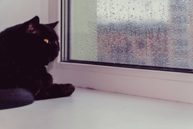 Pencere. Pencerenin dışındaki kötü hava pencerelerde kedi bakar