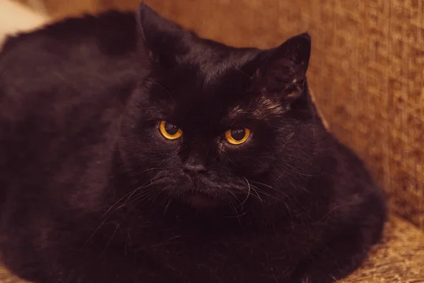 Zwarte Kat Zwarte Kat Het Appartement — Stockfoto