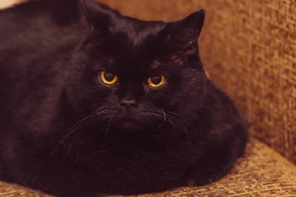 Zwarte Kat Zwarte Kat Het Appartement — Stockfoto