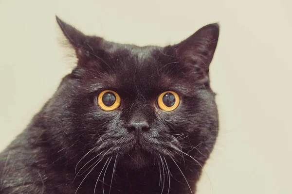 Μαύρη Γάτα Μαύρη Γάτα Είναι Στο Διαμέρισμα — Φωτογραφία Αρχείου