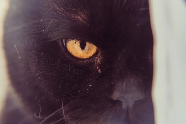 Μαύρη Γάτα Γκρο Πλαν Του Ρύγχους Από Μια Μαύρη Γάτα — Φωτογραφία Αρχείου