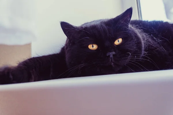 黒い猫 黒い猫の銃口のクローズ アップ — ストック写真