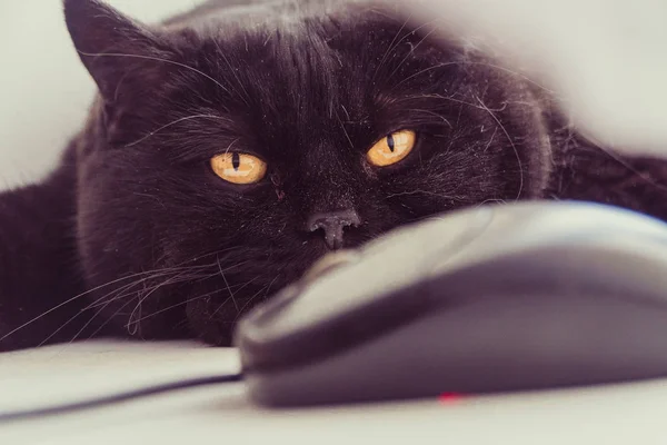The cat looks at the computer mouse