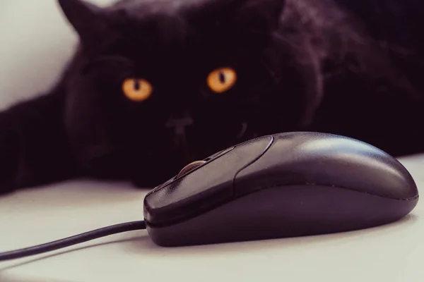 The cat looks at the computer mouse