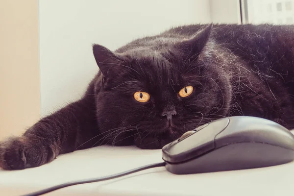 Die Katze Blickt Auf Die Computermaus — Stockfoto