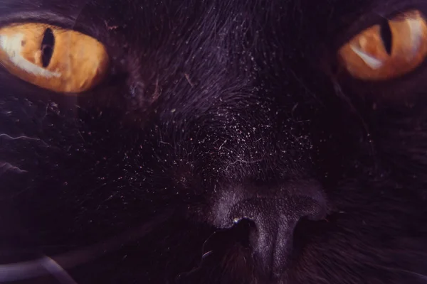 Zwarte Kat Close Van Snuit Van Een Zwarte Kat — Stockfoto