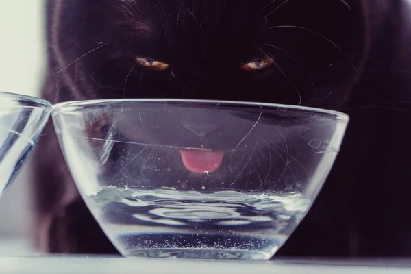 Katten Dricker Vatten — Stockfoto