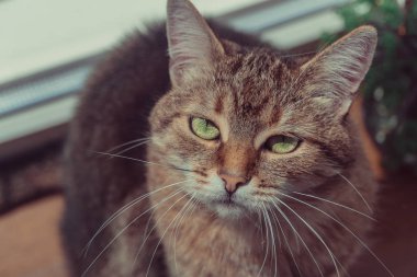 Kedi. Bir kedi küstah gözlü portresi