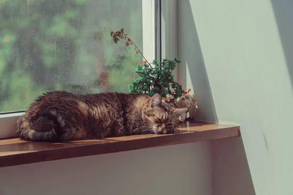 ウィンドウ 猫が窓の近くの窓辺にあります — ストック写真