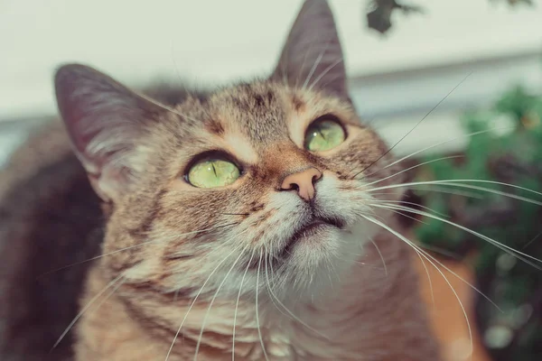 横柄な目の猫の肖像画 — ストック写真
