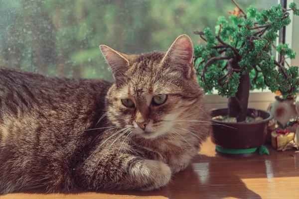 Fenster Die Katze Liegt Auf Der Fensterbank Neben Dem Fenster — Stockfoto