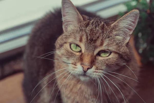 Gatto Ritratto Gatto Dagli Occhi Insolenti — Foto Stock