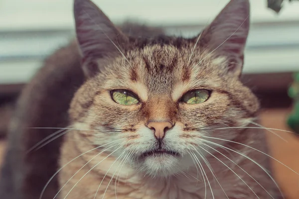 横柄な目の猫の肖像画 — ストック写真